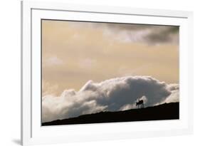 Lone Caribou in Denali National Park-Paul Souders-Framed Photographic Print