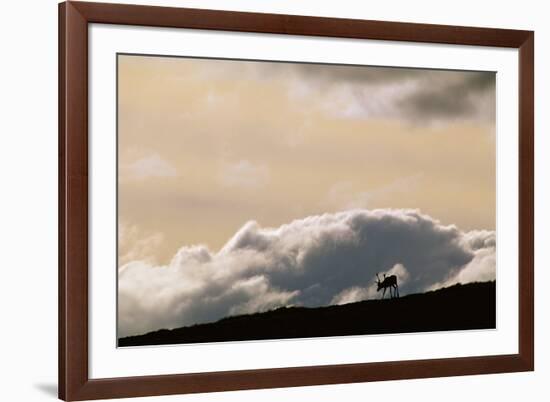 Lone Caribou in Denali National Park-Paul Souders-Framed Photographic Print