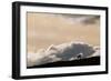 Lone Caribou in Denali National Park-Paul Souders-Framed Photographic Print