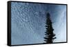 Lone Cedar Sky-Robert Goldwitz-Framed Stretched Canvas