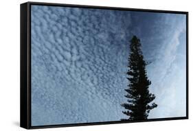 Lone Cedar Sky-Robert Goldwitz-Framed Stretched Canvas