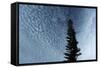 Lone Cedar Sky-Robert Goldwitz-Framed Stretched Canvas