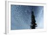 Lone Cedar Sky-Robert Goldwitz-Framed Photographic Print