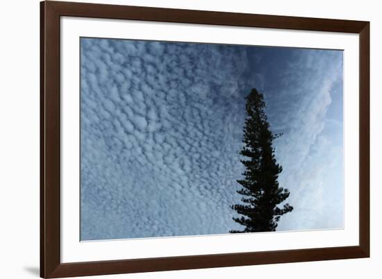 Lone Cedar Sky-Robert Goldwitz-Framed Photographic Print