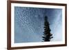 Lone Cedar Sky-Robert Goldwitz-Framed Photographic Print