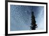 Lone Cedar Sky-Robert Goldwitz-Framed Photographic Print