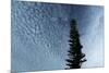 Lone Cedar Sky-Robert Goldwitz-Mounted Photographic Print