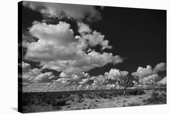 Lone Cedar Tree, New Mexico-Steve Gadomski-Stretched Canvas