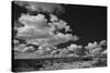 Lone Cedar Tree, New Mexico-Steve Gadomski-Stretched Canvas