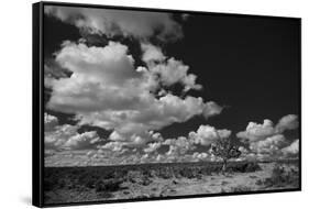 Lone Cedar Tree, New Mexico-Steve Gadomski-Framed Stretched Canvas