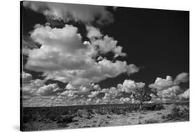 Lone Cedar Tree, New Mexico-Steve Gadomski-Stretched Canvas