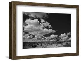 Lone Cedar Tree, New Mexico-Steve Gadomski-Framed Photographic Print