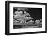 Lone Cedar Tree, New Mexico-Steve Gadomski-Framed Photographic Print