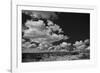 Lone Cedar Tree, New Mexico-Steve Gadomski-Framed Photographic Print