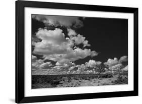 Lone Cedar Tree, New Mexico-Steve Gadomski-Framed Photographic Print