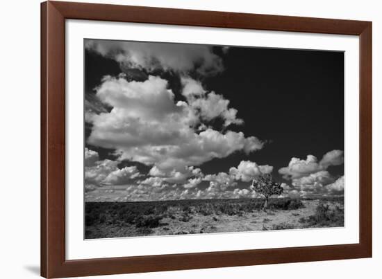 Lone Cedar Tree, New Mexico-Steve Gadomski-Framed Photographic Print