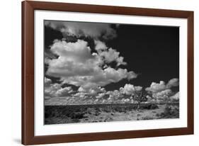 Lone Cedar Tree, New Mexico-Steve Gadomski-Framed Photographic Print