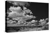 Lone Cedar Tree, New Mexico-Steve Gadomski-Stretched Canvas