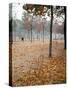 Lone Chair Sitting Amongst Fallen Leaves in Tuileries Gardens-Alfred Eisenstaedt-Stretched Canvas