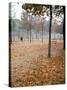 Lone Chair Sitting Amongst Fallen Leaves in Tuileries Gardens-Alfred Eisenstaedt-Stretched Canvas