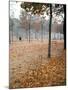 Lone Chair Sitting Amongst Fallen Leaves in Tuileries Gardens-Alfred Eisenstaedt-Mounted Photographic Print