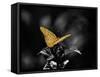 Lone Colored Butterfly I-Gail Peck-Framed Stretched Canvas