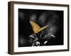 Lone Colored Butterfly I-Gail Peck-Framed Photographic Print