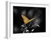 Lone Colored Butterfly I-Gail Peck-Framed Photographic Print