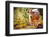 Lone Cow In New Mexico, 2017-null-Framed Photographic Print