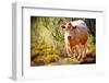 Lone Cow In New Mexico, 2017-null-Framed Photographic Print