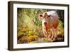 Lone Cow In New Mexico, 2017-null-Framed Photographic Print