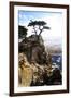 Lone Cypress 1-Alan Hausenflock-Framed Photographic Print
