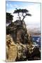 Lone Cypress 1-Alan Hausenflock-Mounted Photographic Print