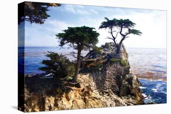Lone Cypress 2-Alan Hausenflock-Stretched Canvas