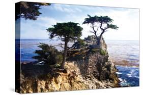 Lone Cypress 2-Alan Hausenflock-Stretched Canvas