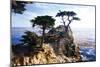 Lone Cypress 2-Alan Hausenflock-Mounted Photographic Print