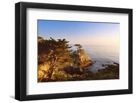 Lone Cypress Growing on Cliff, California, USA-Massimo Borchi-Framed Photographic Print