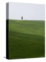 Lone Cypress in Corn Fields Near Pienza, Val d'Orcia, Tuscany, Italy-Angelo Cavalli-Stretched Canvas