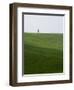 Lone Cypress in Corn Fields Near Pienza, Val d'Orcia, Tuscany, Italy-Angelo Cavalli-Framed Photographic Print