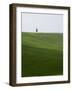 Lone Cypress in Corn Fields Near Pienza, Val d'Orcia, Tuscany, Italy-Angelo Cavalli-Framed Photographic Print