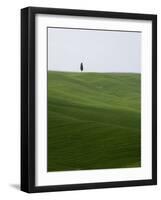 Lone Cypress in Corn Fields Near Pienza, Val d'Orcia, Tuscany, Italy-Angelo Cavalli-Framed Photographic Print