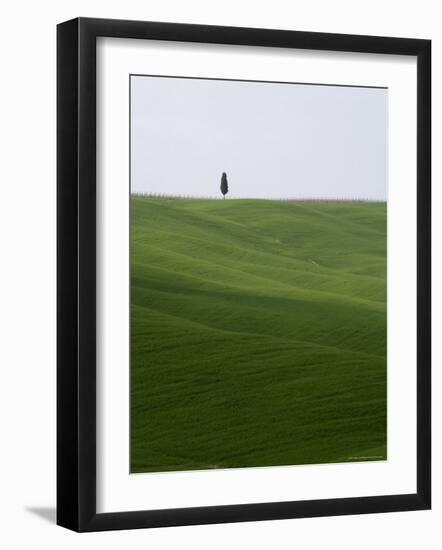 Lone Cypress in Corn Fields Near Pienza, Val d'Orcia, Tuscany, Italy-Angelo Cavalli-Framed Photographic Print