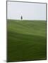 Lone Cypress in Corn Fields Near Pienza, Val d'Orcia, Tuscany, Italy-Angelo Cavalli-Mounted Photographic Print