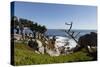 Lone Cypress on the 17-Mile Drive, Monterey Peninsula, California-Carol Highsmith-Stretched Canvas