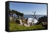 Lone Cypress on the 17-Mile Drive, Monterey Peninsula, California-Carol Highsmith-Framed Stretched Canvas