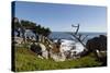 Lone Cypress on the 17-Mile Drive, Monterey Peninsula, California-Carol Highsmith-Stretched Canvas