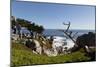 Lone Cypress on the 17-Mile Drive, Monterey Peninsula, California-Carol Highsmith-Mounted Photo