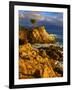 Lone cypress on the coast, Pebble Beach, Monterey County, California, USA-null-Framed Photographic Print