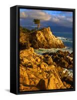 Lone cypress on the coast, Pebble Beach, Monterey County, California, USA-null-Framed Stretched Canvas