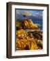 Lone cypress on the coast, Pebble Beach, Monterey County, California, USA-null-Framed Photographic Print